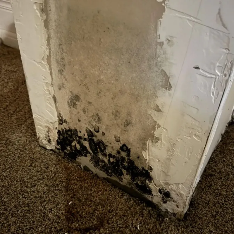 Professional Mold Removal in Ozona, TX